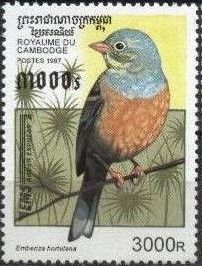 Ortolan Bunting (Emberiza hortulana)