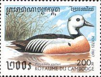 Steller's Eider (Polysticta stelleri)