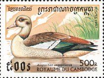 Egyptian Goose (Alopochen aegyptiaca)