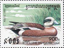 American Wigeon (Anas americana)