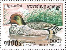 Falcated Duck (Anas falcata)