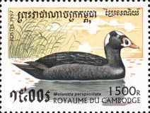 Surf Scoter (Melanitta perspicillata)