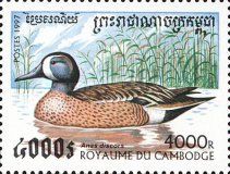 Blue-winged Teal (Spatula discors)