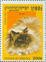 Birman (Felis silvestris catus)
