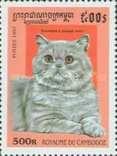 Exotic Shorthair (Felis silvestris catus)