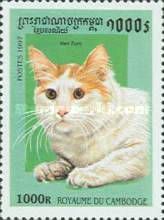 Turkish Van (Felis silvestris catus)