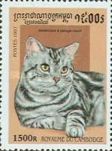American Short-hair (Felis silvestris catus)