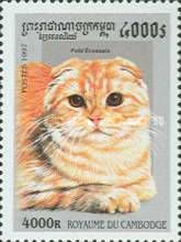 Scottish Fold (Felis silvestris catus)