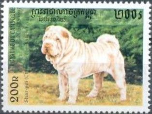 Shar-pei (Canis lupus familiaris)