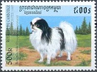 Tchin-tchin (Canis lupus familiaris)
