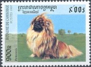 Pekinese (Canis lupus familiaris)