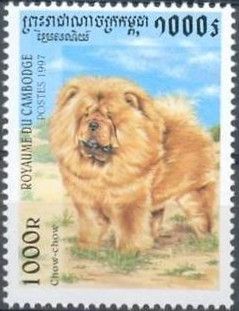 Chow-Chow (Canis lupus familiaris)
