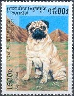 Pug (Canis lupus familiaris)