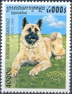 Akita Inu (Canis lupus familiaris)