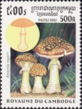 Amanita regalis