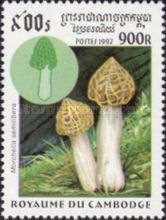 Morchella semilibera