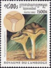 Hygrophorus hypothejus