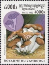 Albatrellus confluens