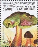 Boletus chrysenteron