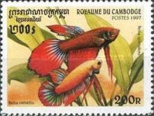 Siamese Fighting Fish (Betta splendens), Crescent Betta (Bet