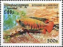 Banded Gourami (Colisa fasciata)