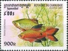 Rosy Barb (Puntius conchonius)