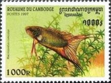 Black Paradise Fish (Macropodus concolor)