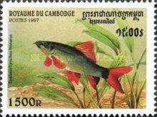 Rainbow Shark (Epalzeorhynchos frenatus)