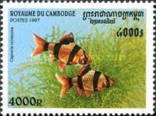 Tiger Barb (Capoeta tetrazona)