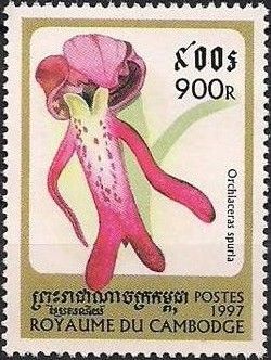 Orchis spuria