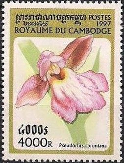 Pseudorhiza bruniana