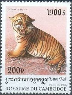 Tiger (Panthera tigris)