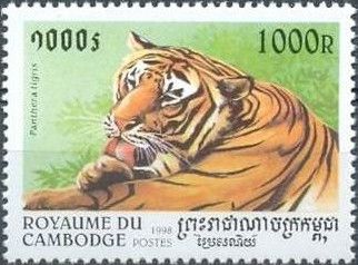 Tiger (Panthera tigris)