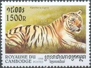 Tiger (Panthera tigris)