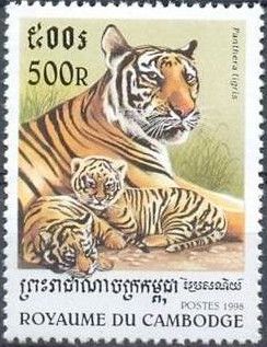 Tiger (Panthera tigris)