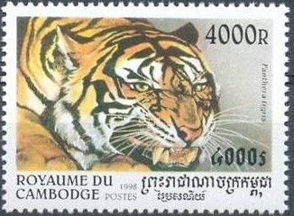 Tiger (Panthera tigris)