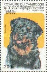 Rottweiler (Canis lupus familiaris)