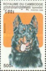 Beauceron (Canis lupus familiaris)