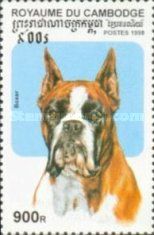 German Boxer (Canis lupus familiaris)