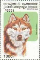 Siberian Husky (Canis lupus familiaris)