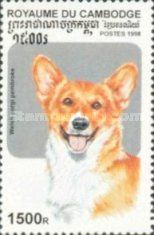 Welsh Corgi (Canis lupus familiaris)