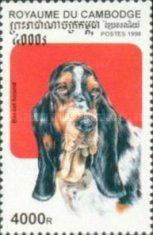 Basset Hound (Canis lupus familiaris)