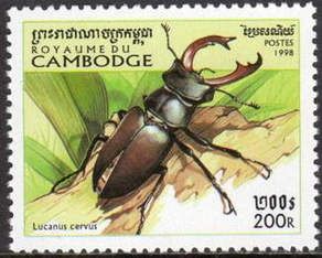 Stag Beetle (Lucanus cervus)