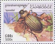 Golden Ground Beetle (Carabus auronitens)