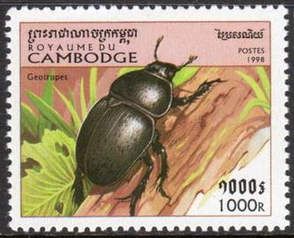 Dung Beetle (Geotrupes spiniger)