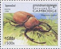 Elephant Beetle (Megasoma elephas)