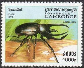 Atlas Beetle (Chalcosoma sp.)