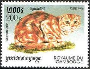 Scottish Fold (Felis silvestris catus)