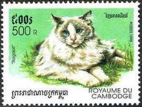 Ragdoll (Felis silvestris catus)