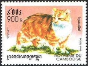 Cymric Cat (Felis silvestris catus)